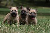CAIRN TERRIER 415